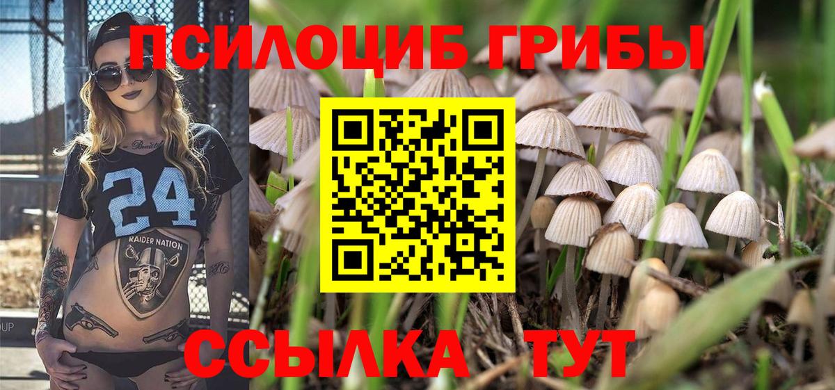Псилоцибиновые грибы Psilocybe Нововоронеж